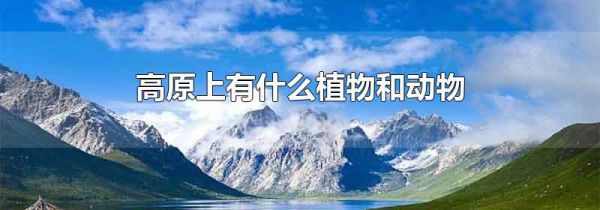高原上有什么植物和动物