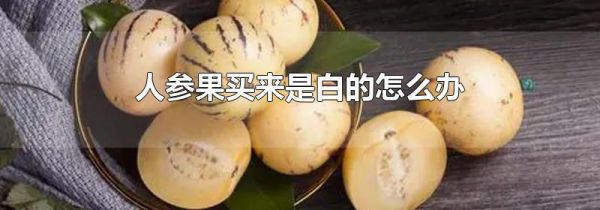 人参果买来是白的怎么办