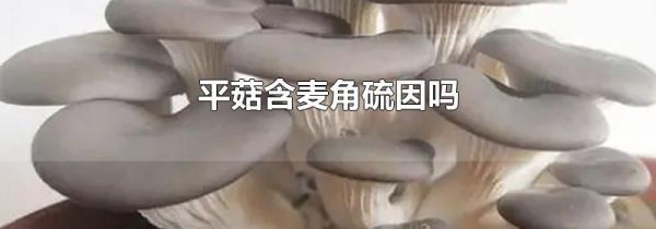 平菇含麦角硫因吗