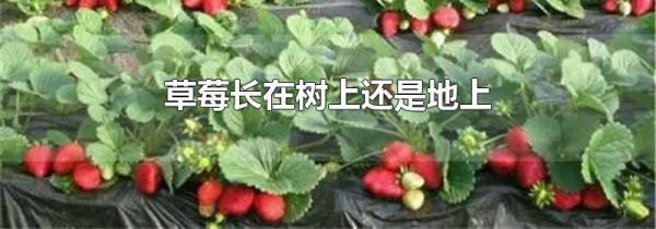 草莓长在树上还是地上