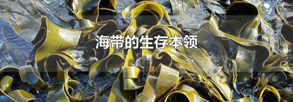 海带的生存本领