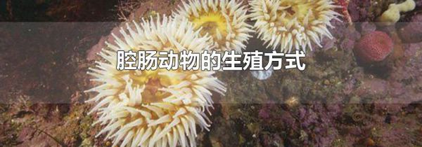 腔肠动物的生殖方式