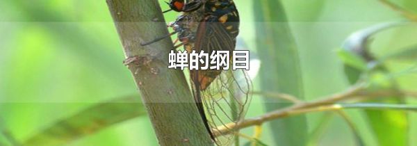 蝉的纲目