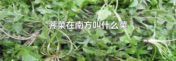 荠菜在南方叫什么菜
