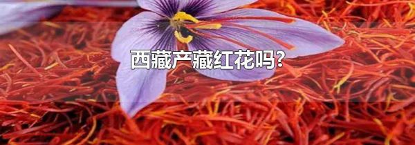 西藏产藏红花吗?