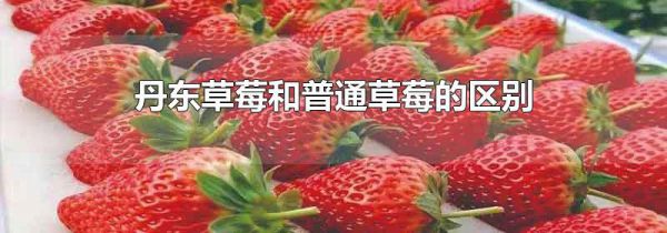 丹东草莓和普通草莓的区别