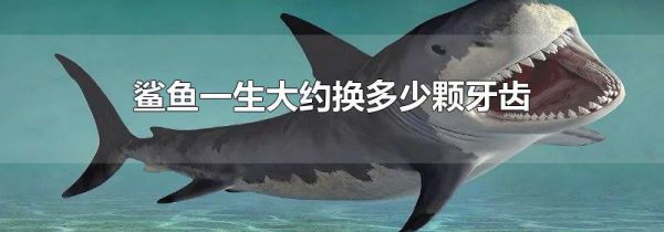 鲨鱼一生大约换多少颗牙齿