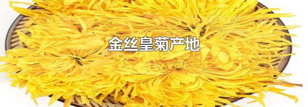 金丝皇菊产地