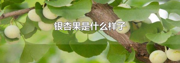 银杏果是什么样子