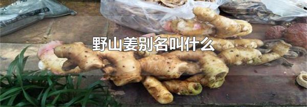 野山姜别名叫什么