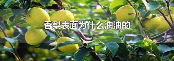 香梨表面为什么油油的