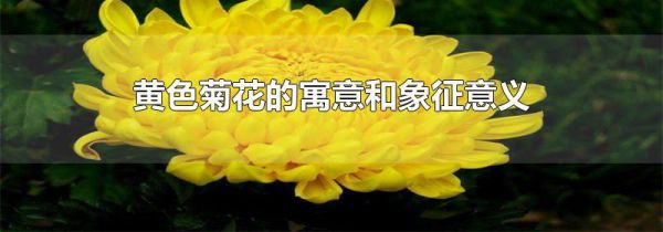 黄色菊花的寓意和象征意义
