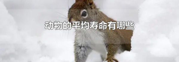 动物的平均寿命有哪些
