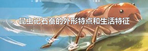 昆虫记石蚕的外形特点和生活特征