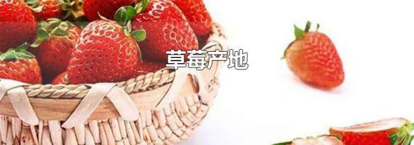 草莓产地