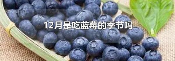 12月是吃蓝莓的季节吗