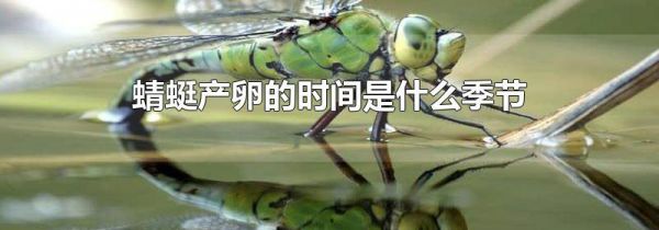 蜻蜓产卵的时间是什么季节