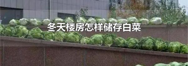 冬天楼房怎样储存白菜