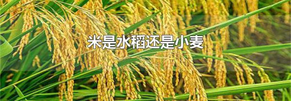 米是水稻还是小麦