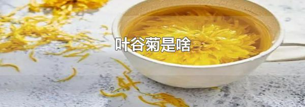 叶谷菊是啥