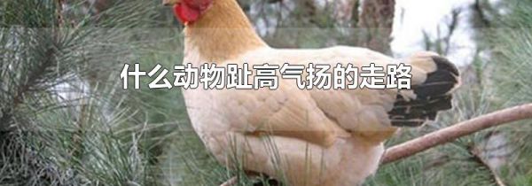 什么动物趾高气扬的走路