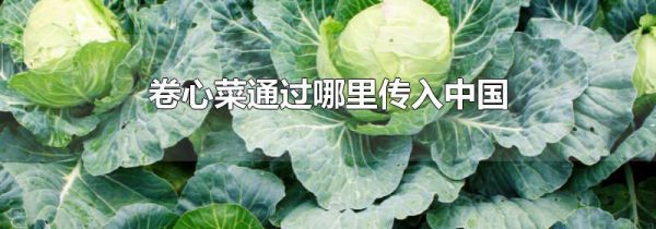 卷心菜通过哪里传入中国