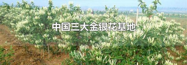 中国三大金银花基地