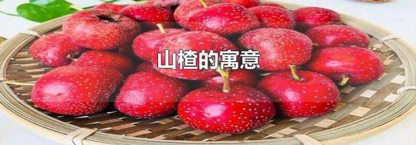 山楂的寓意