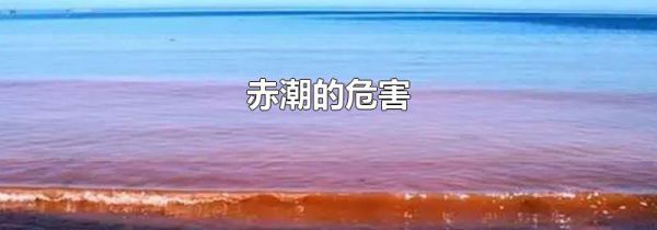 赤潮的危害
