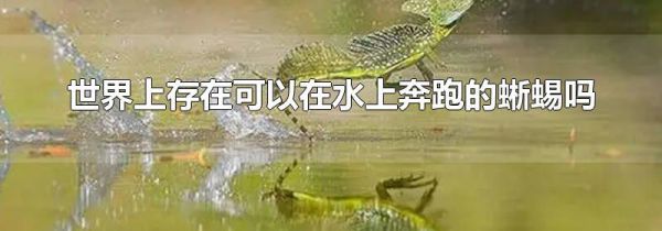 世界上存在可以在水上奔跑的蜥蜴吗