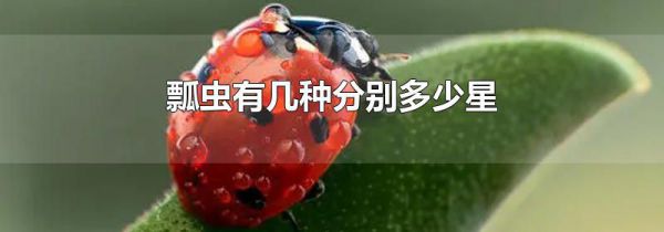瓢虫有几种分别多少星