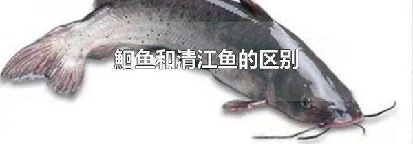 鮰鱼和清江鱼的区别