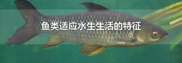 鱼类适应水生生活的特征
