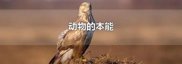 动物的本能