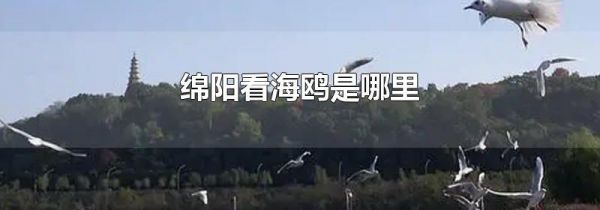 绵阳看海鸥是哪里