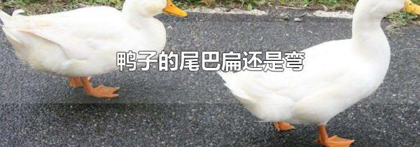 鸭子的尾巴扁还是弯