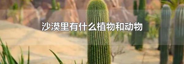 沙漠里有什么植物和动物