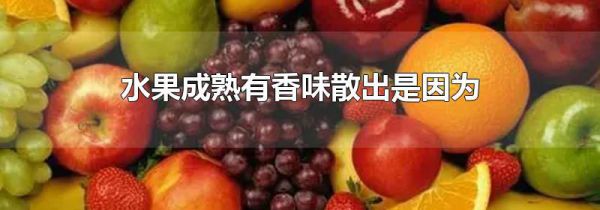 水果成熟有香味散出是因为