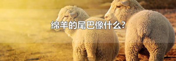 绵羊的尾巴像什么?