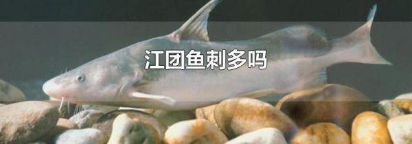 江团鱼刺多吗