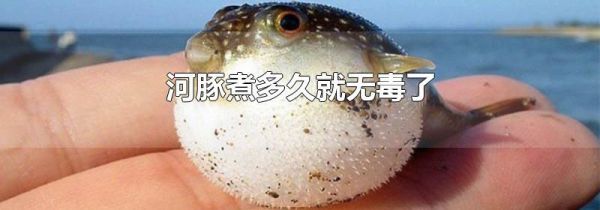 河豚煮多久就无毒了