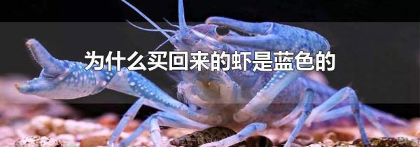 为什么买回来的虾是蓝色的