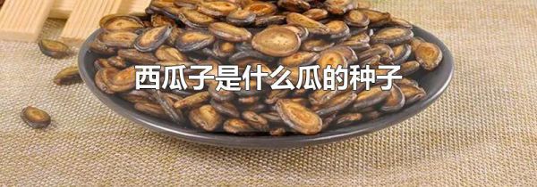 西瓜子是什么瓜的种子