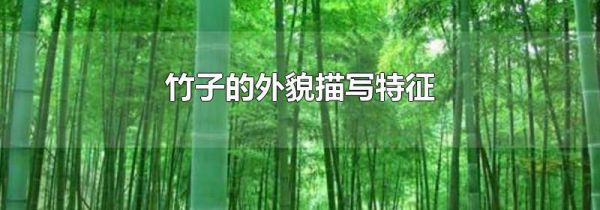 竹子的外貌描写特征