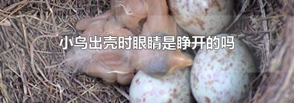 小鸟出壳时眼睛是睁开的吗