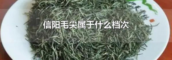 信阳毛尖属于什么档次