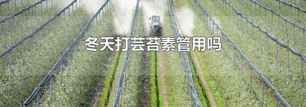 冬天打芸苔素管用吗