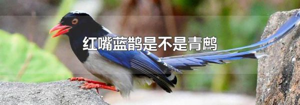 红嘴蓝鹊是不是青鹧