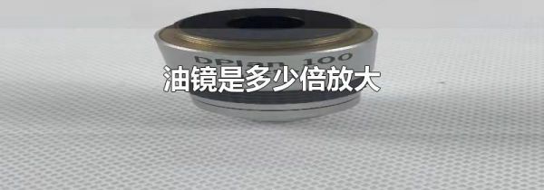 油镜是多少倍放大