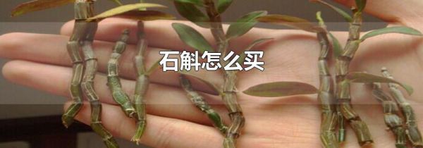 石斛怎么买